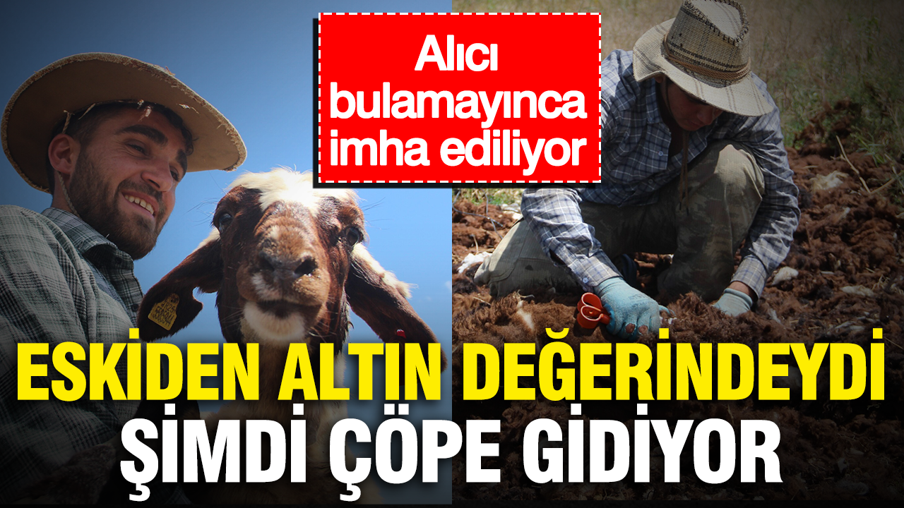 Eskiden altin degerindeydi simdi cope gidiyor alici bulamayinca imha ediliyor 7ngDM4GX